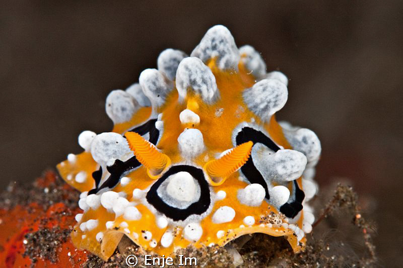 Phyllidia ocellata / no crop by Enje Im 