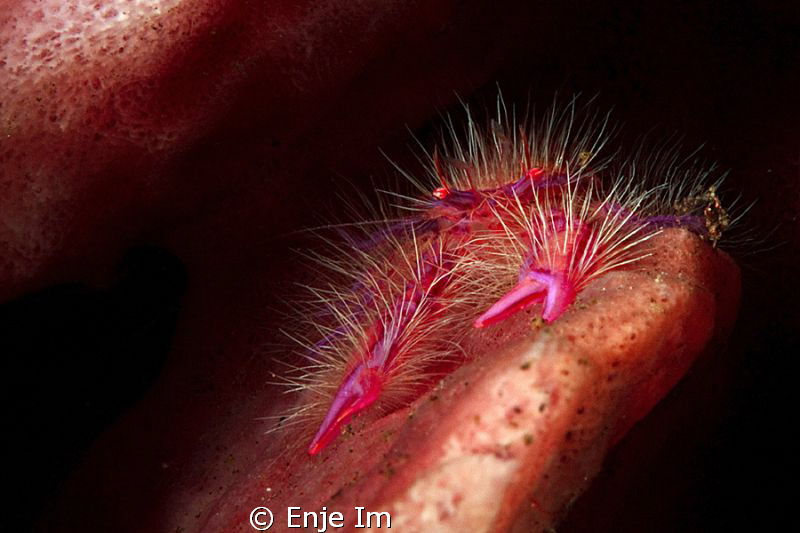Hairy Squat Lobster (Lauriea siagiani) / no crop by Enje Im 