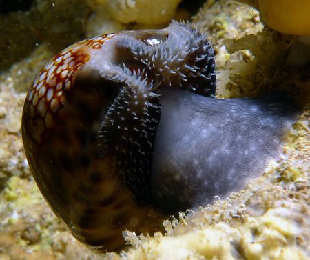 Cowrie in Cavern by Martin Dalsaso 