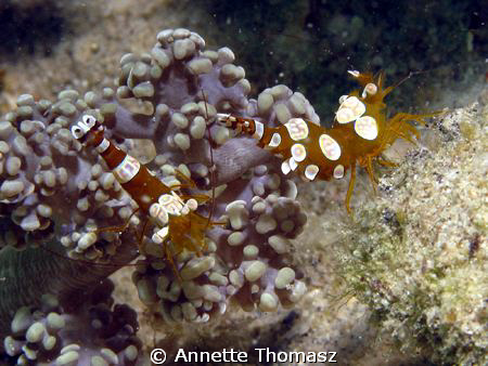 A pair or...?? Taken with camera Canon G9 by Annette Thomasz 