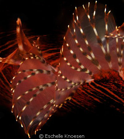 Lion fish, dorsal. by Eschelle Knoesen 