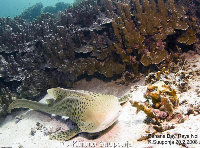 Friendly Leopard shark by Kimmo Suupohja 