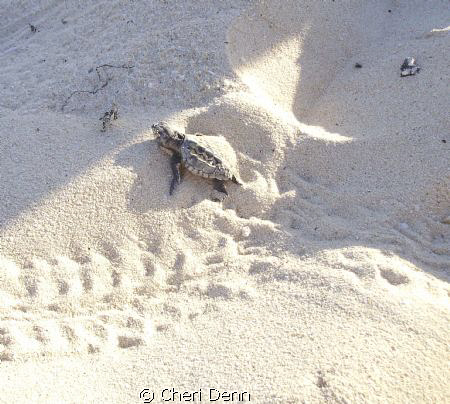 The struggle to reach the sea - look at the tiny flipper ... by Cheri Denn 