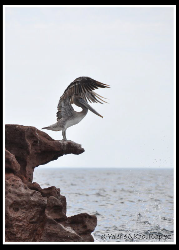 Pelican ready to fly ! by Raoul Caprez 