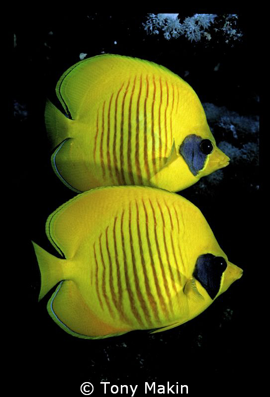 Blue cheeked Butterfly fish by Tony Makin 