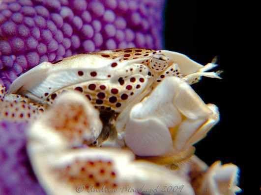 Tubbataha reef philippines. Canon G10 with inon s2000 strobe by Andrew Macleod 