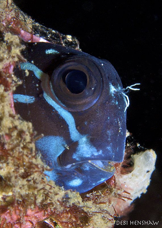 Peek-a-Boo! Some kind of Blenny but I can't ID him! by Debi Henshaw 