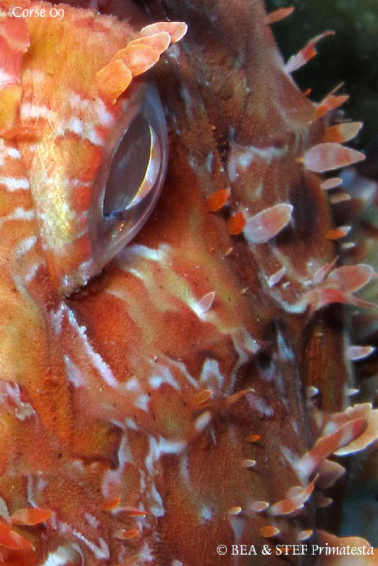 Scorpaena scrofa. Saint-Florent Bay, Corsica. Canon G10 &... by Bea & Stef Primatesta 