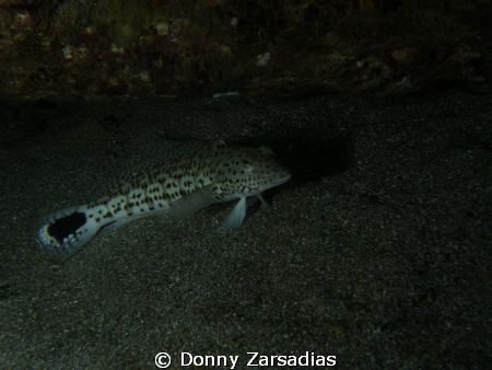 Lizardfish? Next project Macro Lens. by Donny Zarsadias 