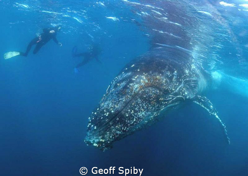 humpback whale by Geoff Spiby 