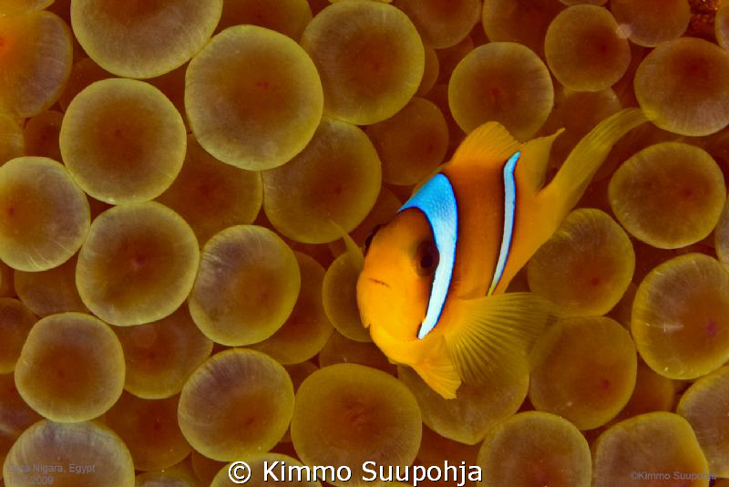 An Anemon fish in an Anemon by Kimmo Suupohja 