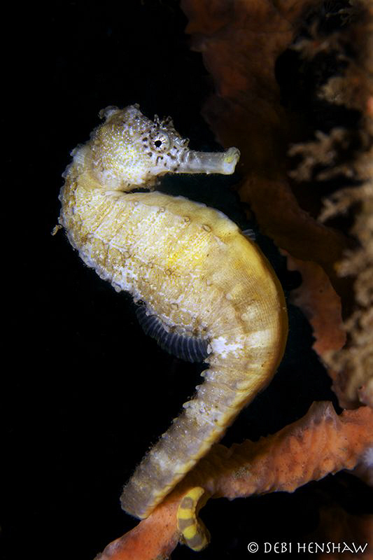 "Mello Yello" found attached to DuCoMil Pier - which sadl... by Debi Henshaw 