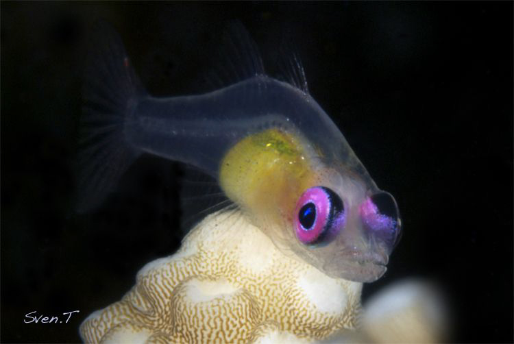 Red eyed gobie by Sven Tramaux 