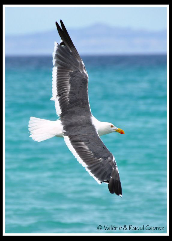 Sea Gull by Raoul Caprez 