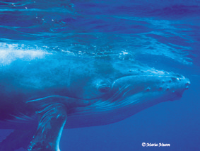 I found it harder to photograph these subjects as they mo... by Maria Munn 