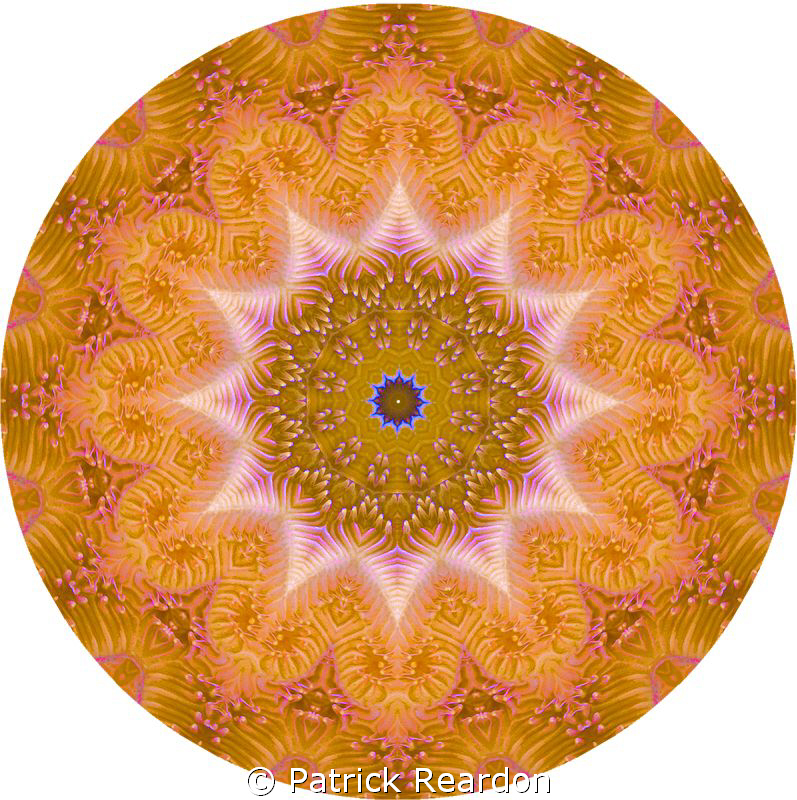 Kaliedoscopic image created from a shot of coral. by Patrick Reardon 