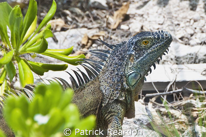 Iguana ona beach, Conch Point, Grand Cayman. by Patrick Reardon 