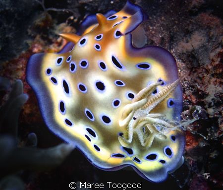Chromodoris Kunei (Kune's Chromodoris) taken off Hideaway... by Maree Toogood 