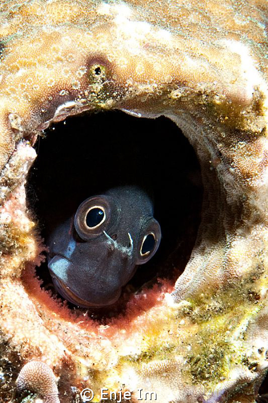blenny by Enje Im 