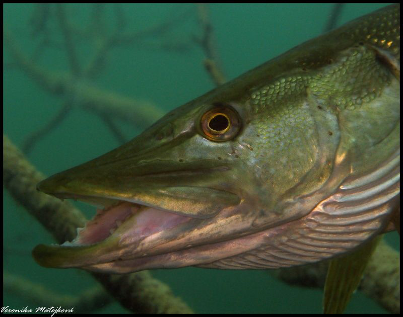 Pike taken Canon G9 with flash by Veronika Matějková 