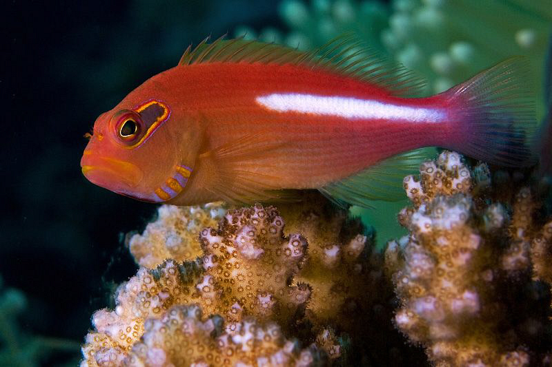 Ringeye Hawkfish, Menjangan Island by Doug Anderson 