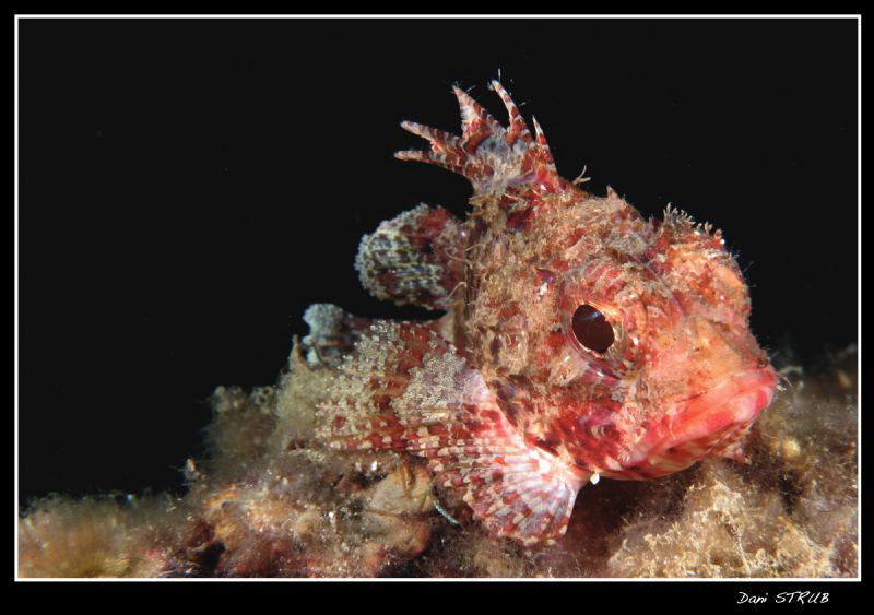 Scorpionfish in Roses, Cap Falconero by Daniel Strub 