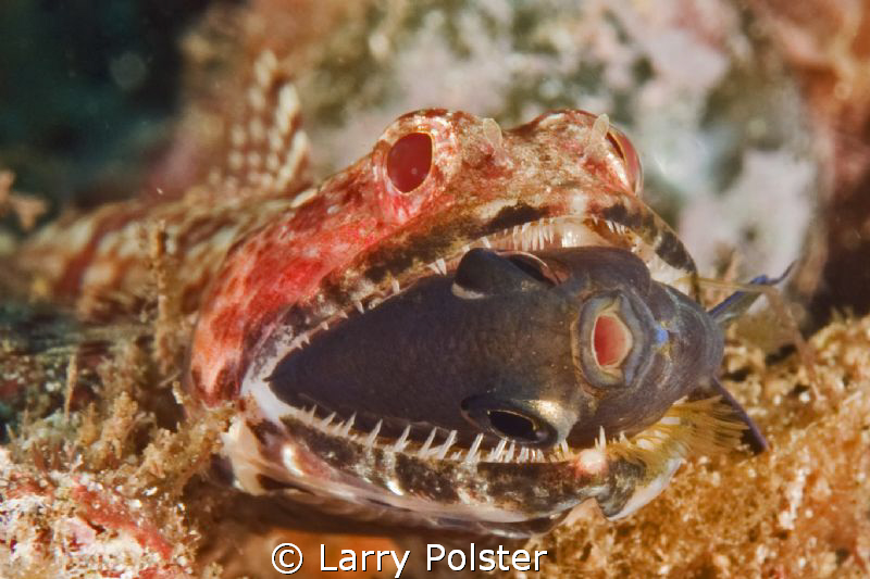 "Oh No" dinner time... D300-60mm by Larry Polster 