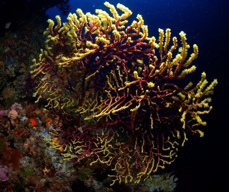 colourchanging Gorgonie in telascica by Andy Kutsch 
