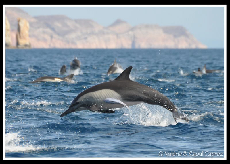 This Remora is very well attached !
Photo taken in the C... by Raoul Caprez 