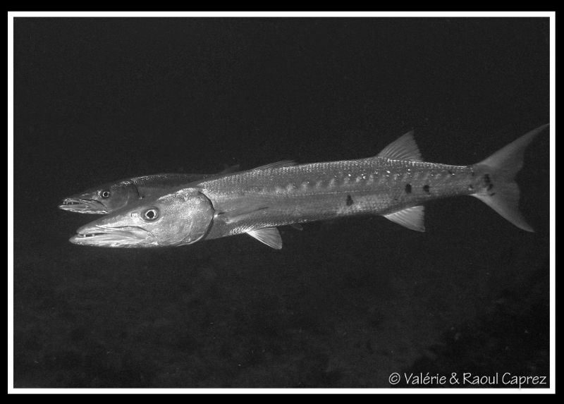 Taken with a Canon G9. by Raoul Caprez 
