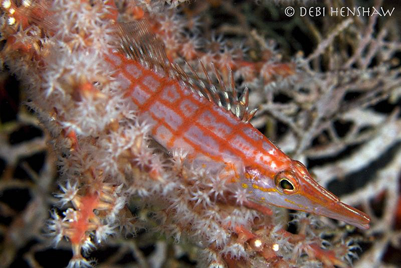 Long-nose Hawkfish taken in Mabul by Debi Henshaw 