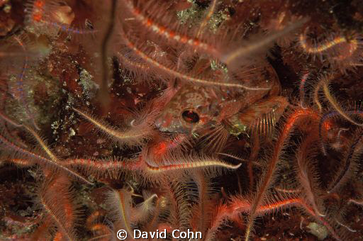 "camouflage" you almost can't see the small fish in this ... by David Cohn 