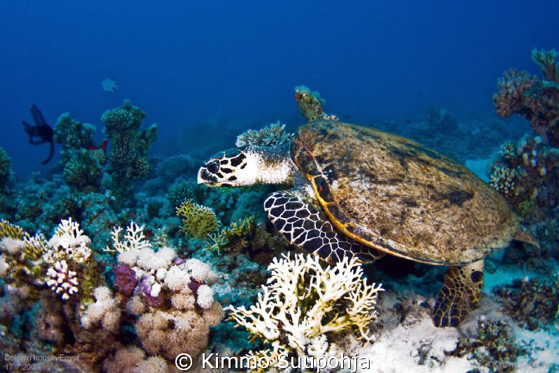 Attack of a Turttle by Kimmo Suupohja 