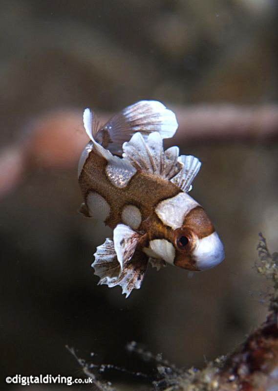 Dancing Juvenile Sweetlips. by David Henshaw 