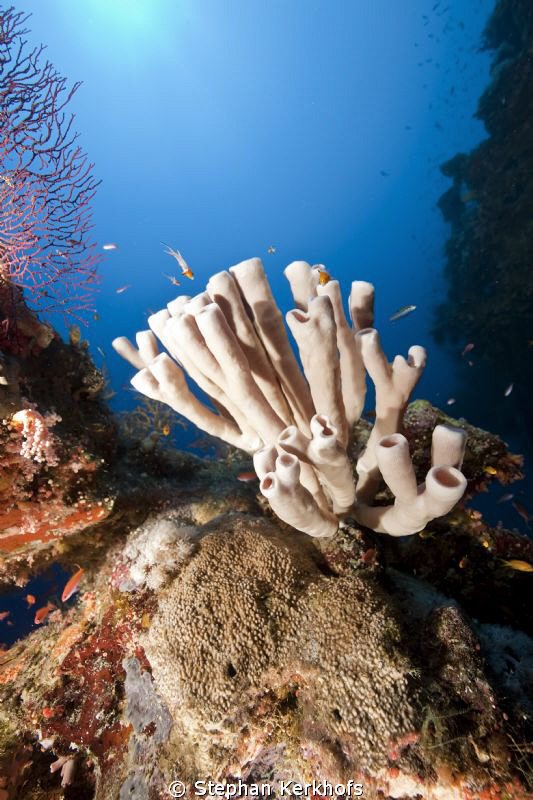 colonial tube-sponge taken in ras umm sid. by Stephan Kerkhofs 
