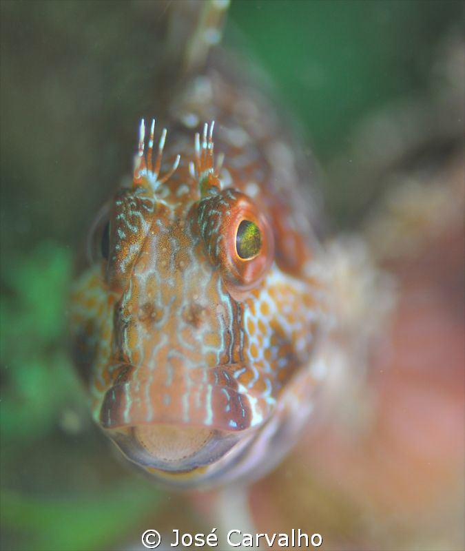 Blennie (Ophioblennius Atlanticus Atlanticus) - Sesimbra,... by José Carvalho 