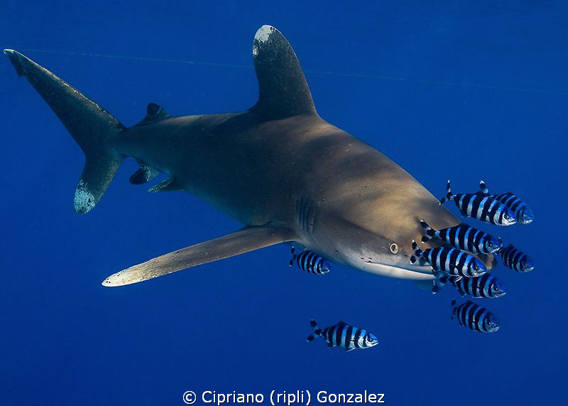 longimanus by Cipriano (ripli) Gonzalez 
