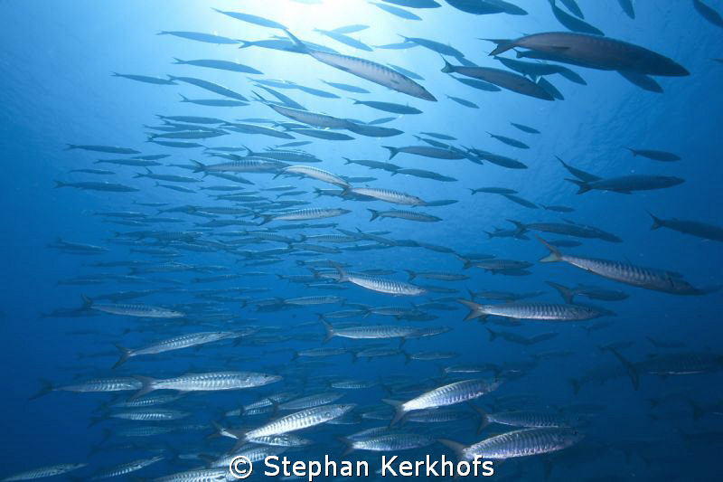 barracuda taken at shark reef. by Stephan Kerkhofs 