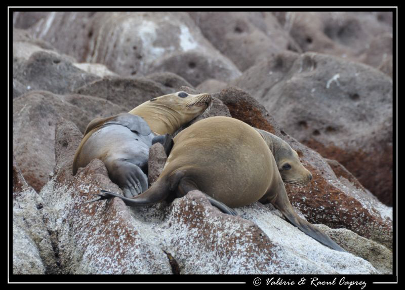 Taken in Los Islotes, Cortez sea by Raoul Caprez 