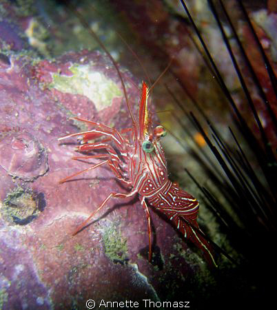 Taken in a nice little rock hole, With Sony P10 by Annette Thomasz 