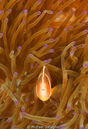 Pink anemonefish in anemone, taken with 17-40mm lens at 4... by Michael Gallagher 