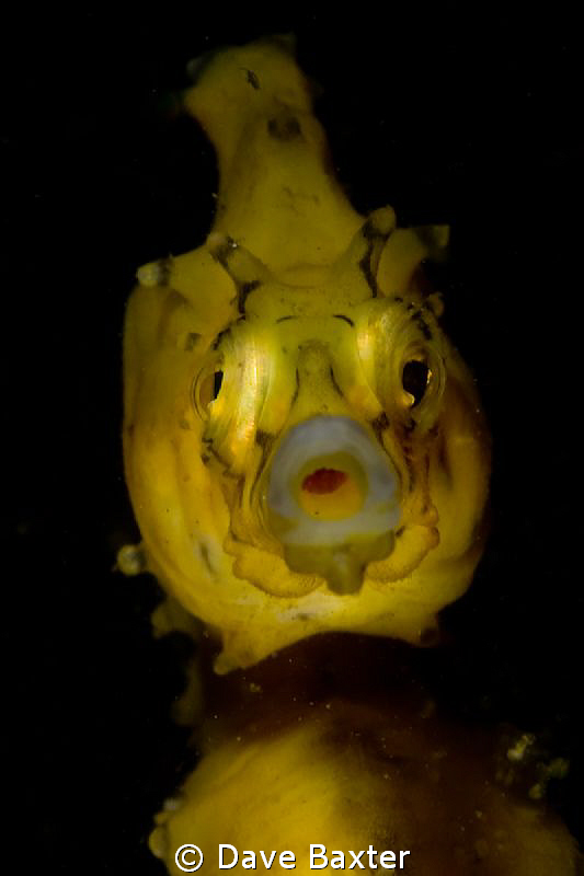 local seahorse saying "ahhhhhh" by Dave Baxter 