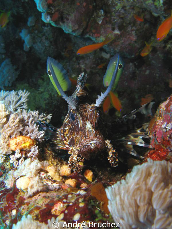 Scorpion fish in the creu of a rock by André Bruchez 