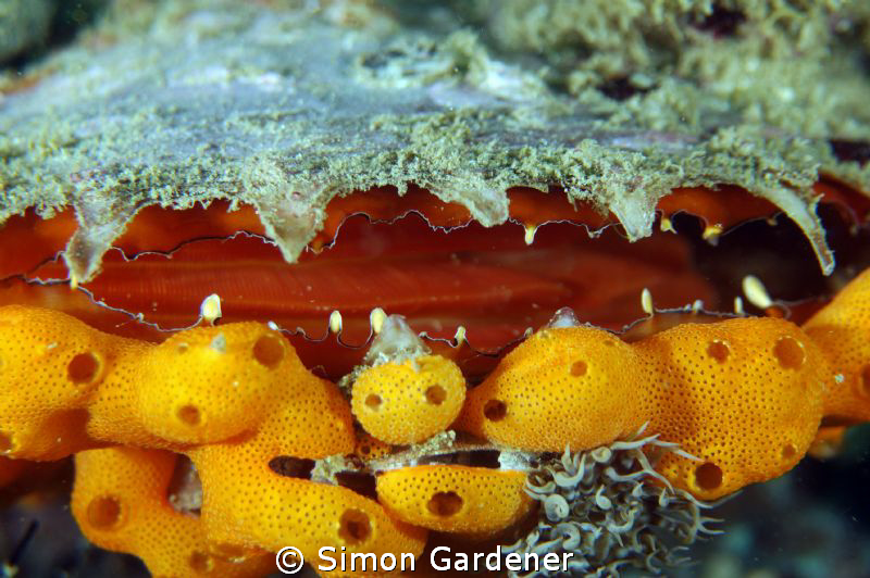 shot with nikon and 135mm macro, full frame, no crop by Simon Gardener 