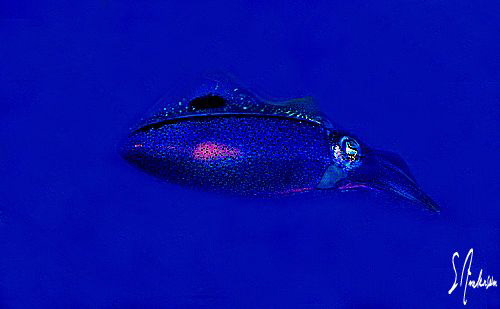 This image of a squid was taken at Villa Blanco Wall........ by Steven Anderson 