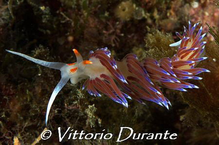 A nudi Cratena peregrina by Vittorio Durante 