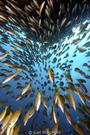 Yellow Snapper by Karl Marchant 