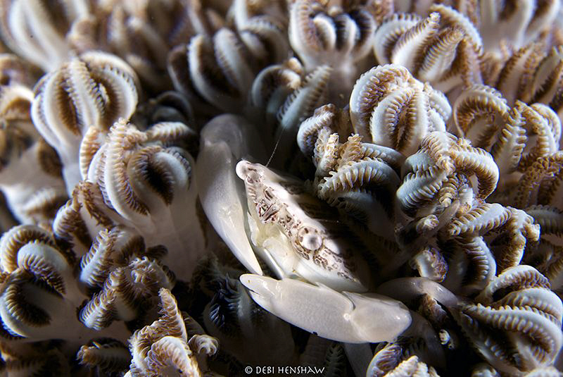 Soft Coral Crab. 60mm + 4 diopter no cropping :o) by Debi Henshaw 