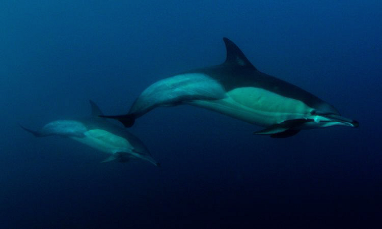 Coomon dolphin following the sardine run off the Transkei... by Charles Wright 
