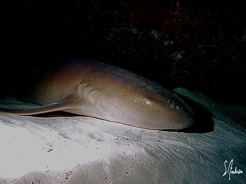 This image of a sleeping Nurse Shark was taken during a d... by Steven Anderson 